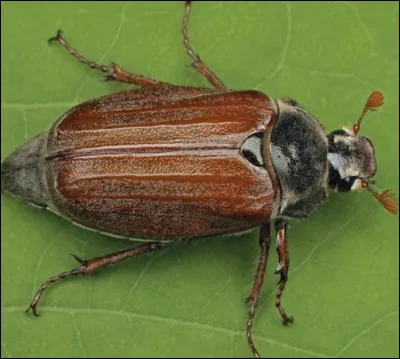 Quel est le nom de cet insecte en H, un col&eacute;opt&egrave;re roux au vol lourd et bruyant ?