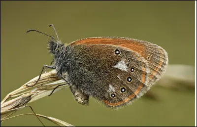 Quel est le nom de cet insecte en I, un papillon nuisible ?