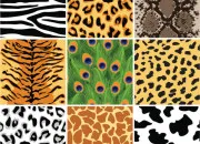 Quiz � qui est ce pelage ?