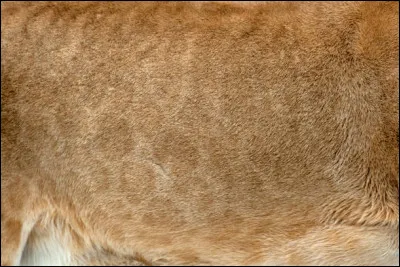 &Agrave; qui appartient ce pelage ?