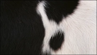 &Agrave; qui appartient ce pelage ?