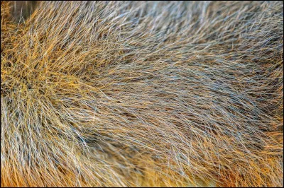 &Agrave; qui appartient ce pelage ?