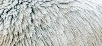&Agrave; quel animal du grand froid appartient ce pelage ?