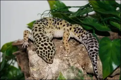 Le gecko l&eacute;opard : Quelle est sa taille ?