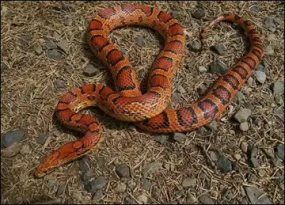 Le serpent des bl&eacute;s : De quoi se nourrit-il ?