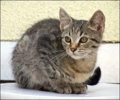 Le chat : Combien y a-t-il de races ?