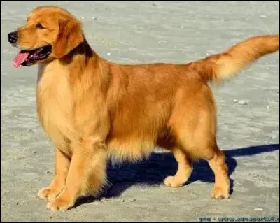 Le chien : Quel est son nom latin ?