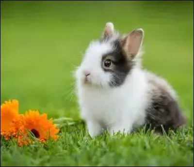 Le lapin : Combien de temps vit-il ?