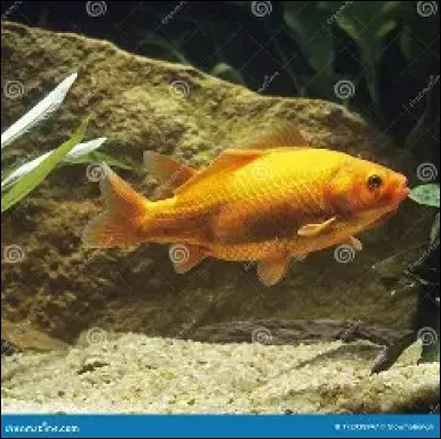 Le poisson rouge : Quand se situe la p&eacute;riode de reproduction ?