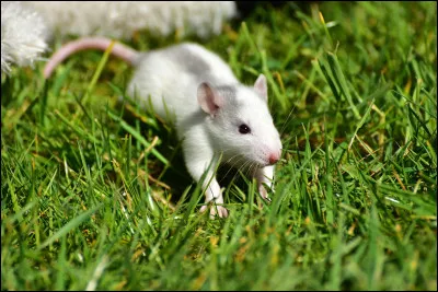 Le rat : Combien a-t-il d'os ?