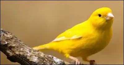 Les canaris : Combien de temps vivent-ils ?