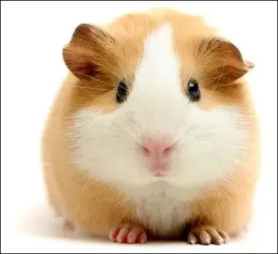 Le cochon d'Inde : D'o&ugrave; vient son nom ?