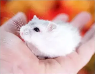 Le hamster : Le hamster est un petit rongeur de la famille des :