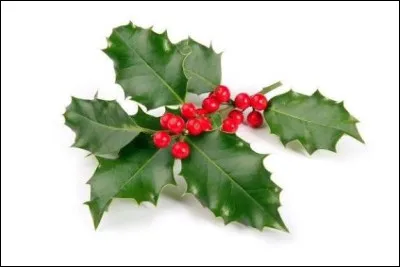 Quel est le nom de cette plante ?