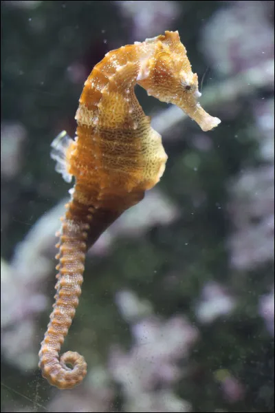 Quel est le nom de cet animal ?