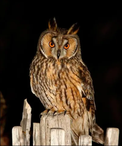 Quel est le nom de cet animal ?