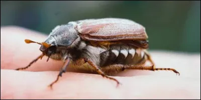 Quel est le nom de cet animal ?