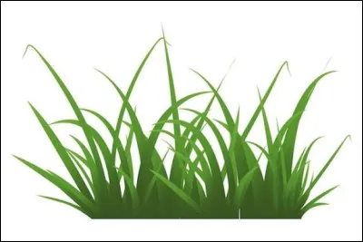 Quel est le nom de cette plante ?