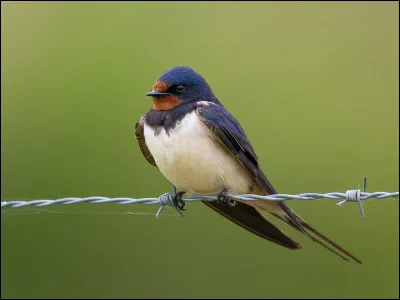 Quel est le nom de cet oiseau ?