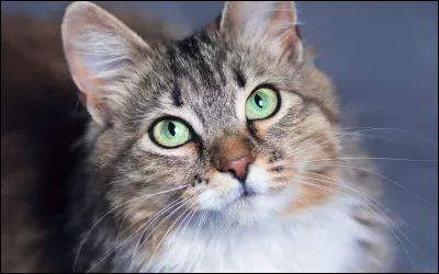 Aimes-tu les chats ?