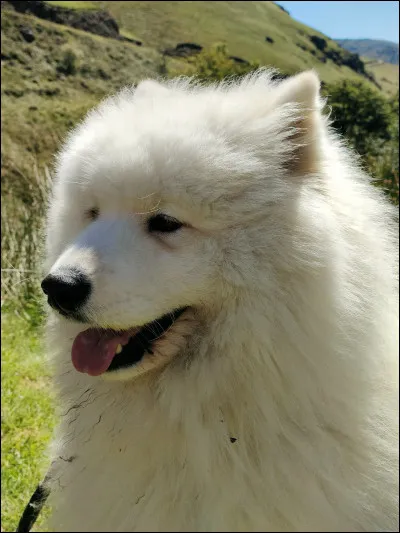 As-tu peur des chiens ?