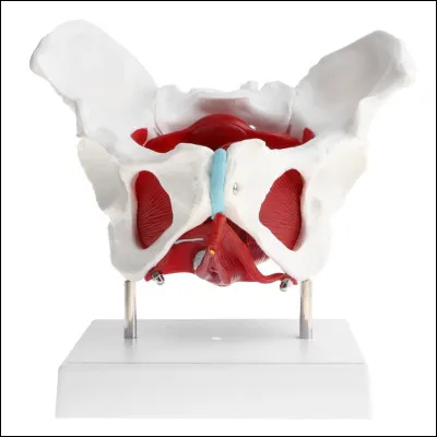 SVT : Comment se nomme l�ensemble de l�orifice urinaire, le clitoris et les l&egrave;vres ?