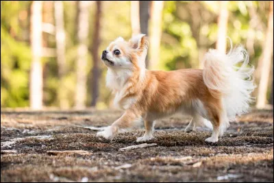 O&ugrave; est le chihuahua ?