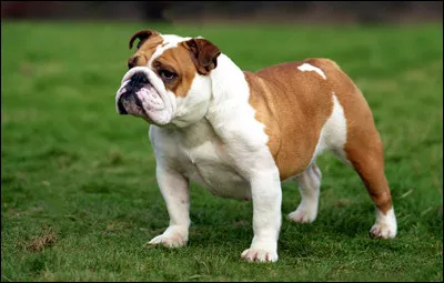 O&ugrave; est le bulldog anglais ?
