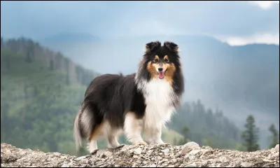 O&ugrave; est le shetland ?