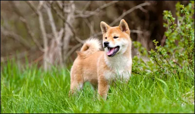 O&ugrave; est le shiba ?