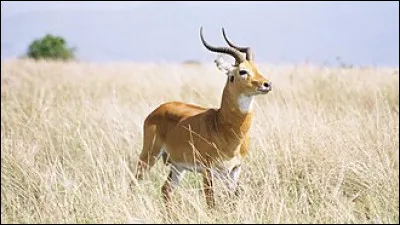 Qui a dit : le g&eacute;nie est une longue patience ?