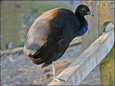 Qui a &eacute;t&eacute; le 45e pr&eacute;sident des &Eacute;tats-Unis ?