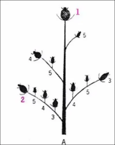 Quel type de bourgeonnement cette photo illustre-t-elle ?