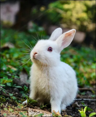 Quels animaux pr&eacute;f&egrave;res-tu parmi ceux-l&agrave; ?