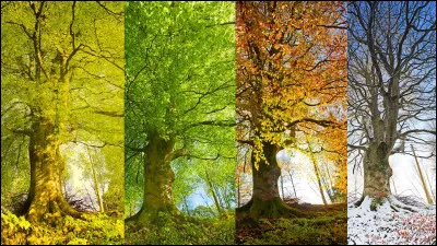 Quelle est ta saison pr&eacute;f&eacute;r&eacute;e ?