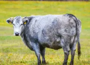 Quiz Quelle est cette vache ?