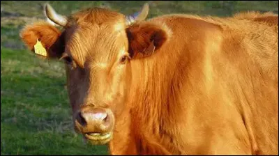 Quelle est cette vache ?
