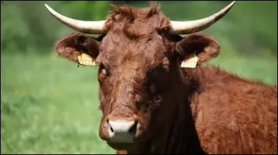 Quelle est cette vache ?