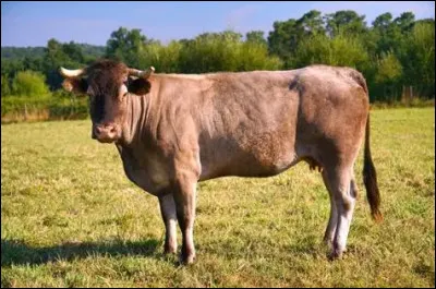 Quelle est cette vache ?