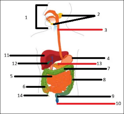 Quel est le nom de l'organe en 11 ?