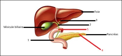 Bon voyons de plus pr&egrave;s l'organisation du pancr&eacute;as, du foie.Comment appelle-t-on l'organe en 1 ? Deux r&eacute;ponses possible