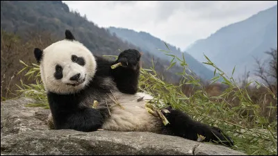 Beauval, tr&egrave;s peu pour moi. Je rends visite aux pandas g&eacute;ants directement dans leur habitat naturel. O&ugrave; suis-je ?
