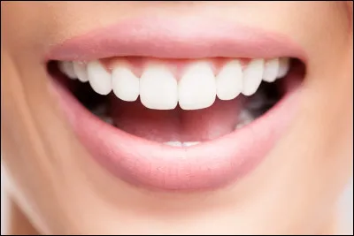 Les humains poss&egrave;dent pour la plupart 32 dents une fois adulte.