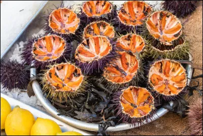 Quelle sp&eacute;cialit&eacute; nous est propos&eacute;e ?