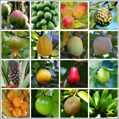 Quel fruit des tropiques est connu pour son go&ucirc;t tr&egrave;s sucr&eacute; et sa chair orang&eacute;e ?