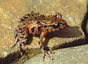 Quiz Tu connais ou tu ne connais pas ? (1)