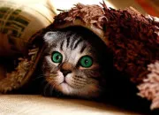 Quiz O� est l'animal ?