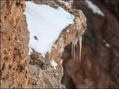 Quel est cet animal ?