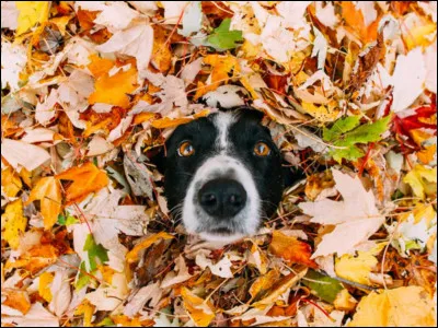 Un dernier pour la route, voici Momo le chien. C'est un...
