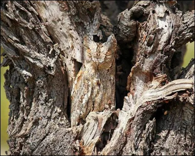 Quel est cet animal ?